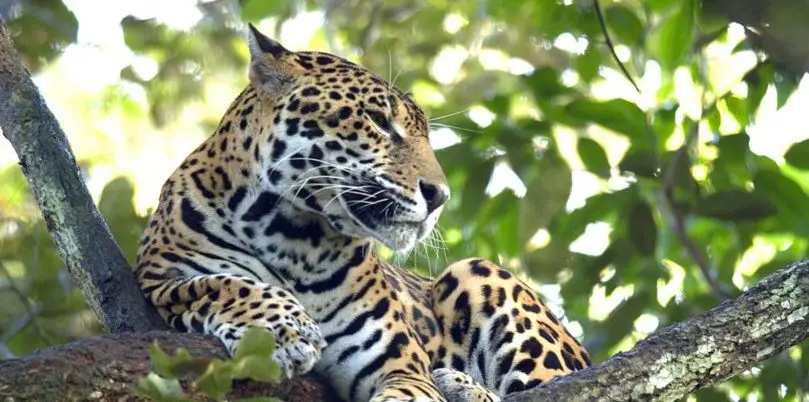 Belize, Jaguar in Baum, Dschungel, Latin America Tours