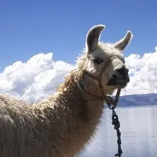 Alpaca, Indio, Peru, Bolivien, RundreiseMachu Picchu, Peru, Rundreise, Latin America Tours, Reisen