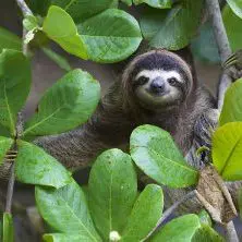 Costa Rica, Faultier im Blätterwald, Latin America Tours, Reisen