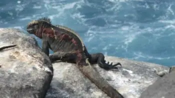 Ecuador, Galapagos, Meeresechse auf Fels, Latin America Tours