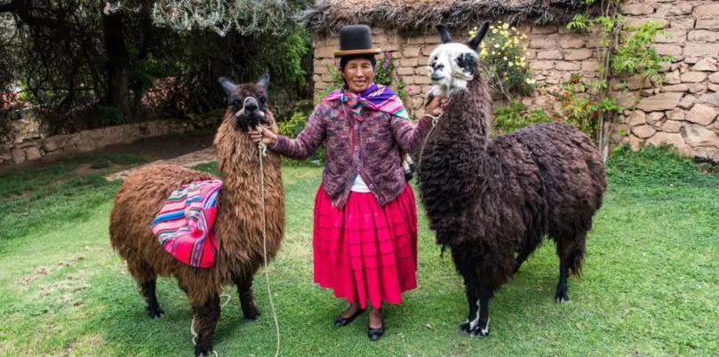 Bolivien, Posada del Inca, Idigena mit Alpacas, Latin America Tours
