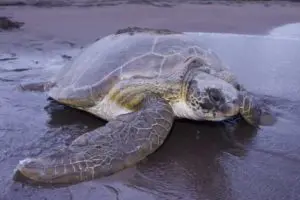 Costa Rica, Meeresschildkröte am Strand, Tortuguero Nationnalpark, Latin America Tours