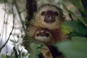 Costa Rica, Zweifinger Faultiere Mutter mit Jungem, Latin America Tours