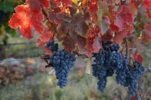 Argentinien, Mendoza, Weintrauben im Herbst, Valle de Uco, Casa de Uco, Latin America Tours