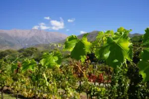 Argentinien. Norden, Weinreben auf der Estancia Colomé, Valles Calchaquís, Latin America Tours