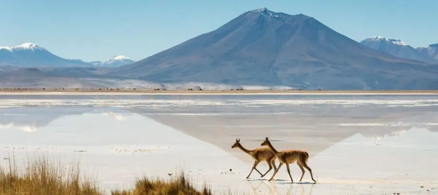 Argentinien, Salar Ascotan, Lamas, Latin America Tours, Reisen