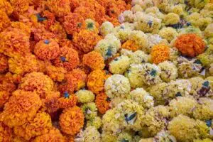 Mexiko, Latin America Tours, Tag der Toten, Blumenmeer