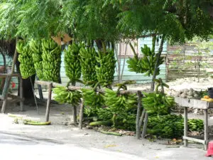 Dominikanische Republik, Bananen am Strassenrand, Barahona im Südwesten der Dom Rep, Latin America Tours, Reisen