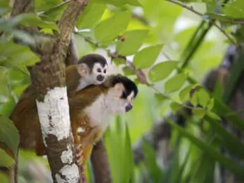 Costa Rica, zwei Totenkopfaffen im Manuel Antonio Nationalpark, Latin America Tours, Reisen