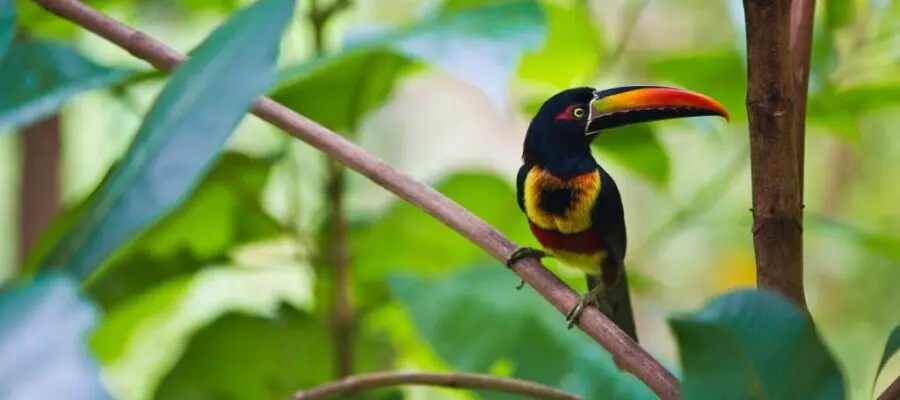 Costa Rica, Uvita, Kura Hotel, Aracari, Latin America Tours