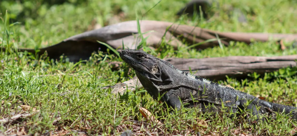 Costa Rica, Rincon de la Vieja National Park, Studienreise, Alessandra Rüfenacht, Latin America Tours