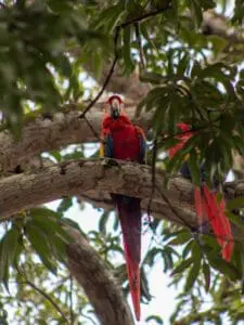 Costa Rica, Carara Nationalpark, Roter Ara, Studienreise, Alessandra Rüfenacht, Latin America Tours