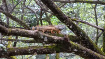 Costa Rica, Palo Verde Nationalpark, Eidechse auf dem Baum, Studienreise, Alessandra Rüfenacht, Latin America Tours