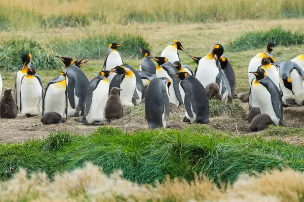 Chile, Königspinguine, Tierra del Fuego, Latin America Tours, Reisen