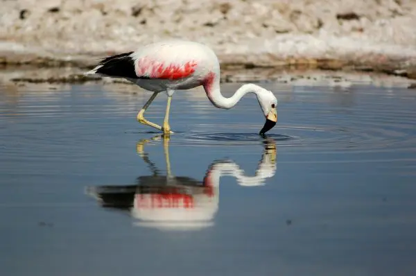 Chile, Flamingo in Lagune, Atacama, Laguna Chaxa, Latin America Tours, Reisen