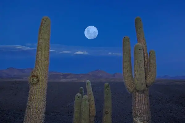 Chile, Kaktus im Mondschein, Atacama Wüste, Latin America Tours, Reisen
