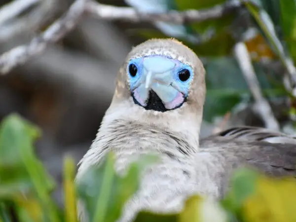 Ecuador, Galapagos Insel, Blaufusstölpel, Latin America Tours