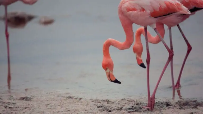 Ecuador, Galapagos, Flamingo, Isla Isabela, Latin America Tours
