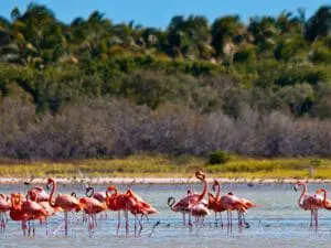 Dominikanische Republik, Barahona, Flamingos, Karibik, DomRep Reise planen, Latin America Tours