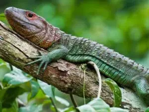 Peru, Puerto Maldonado, Echse, Amazonas, Latin America Tours