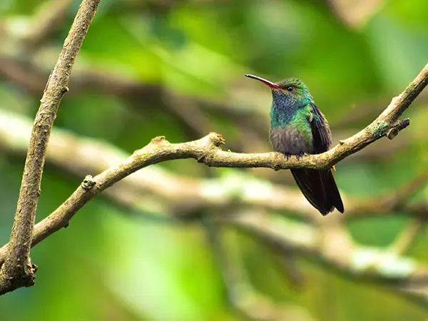 Panama, Reise planen in 5 Schritten, Boquete, Kolibri, Latin America Tours