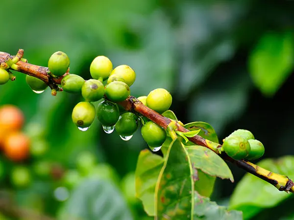 Kolumbien, Reise planen in 5 Schritten, Kaffeebohnen, Latin America Tours
