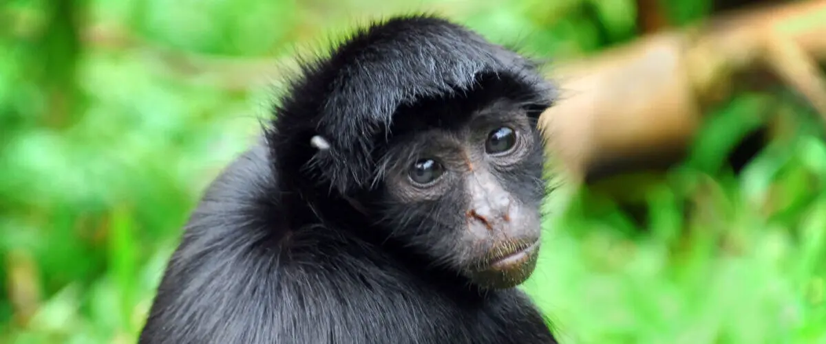 Peru, Iquitos, Affe, Amazonas, Latin America Tours