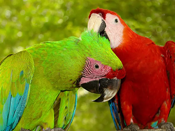 Panama, Reise planen in 5 Schritten, Papagei, Latin America Tours