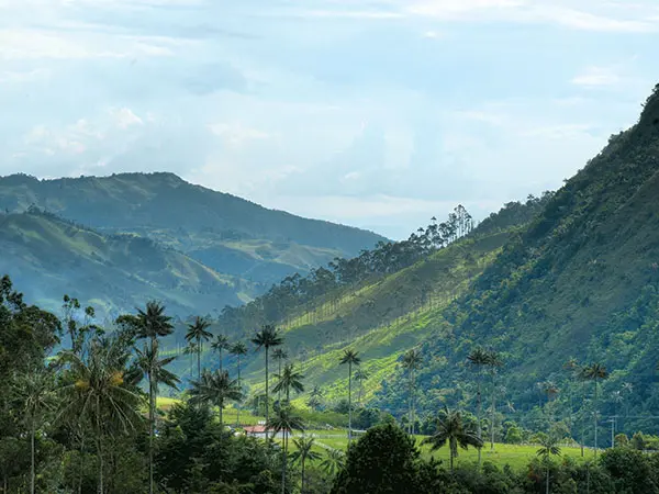 Kolumbien, Reise planen in 5 Schritten, Valle del Cocora, Salento, Wachspalme, Latin America Tours