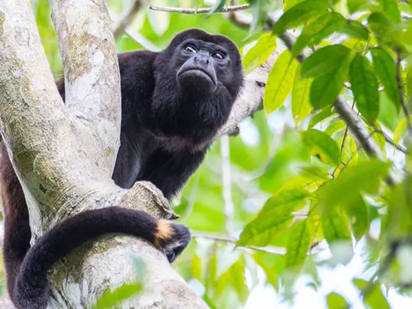 Panama, Reise planen in 5 Schritten, Isla Palenque, Affe, Latin America Tours