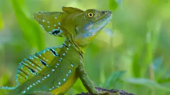 Costa Rica, Cahuita, Helmbasilisk, Cahuita Nationalpark, Latin America Tours