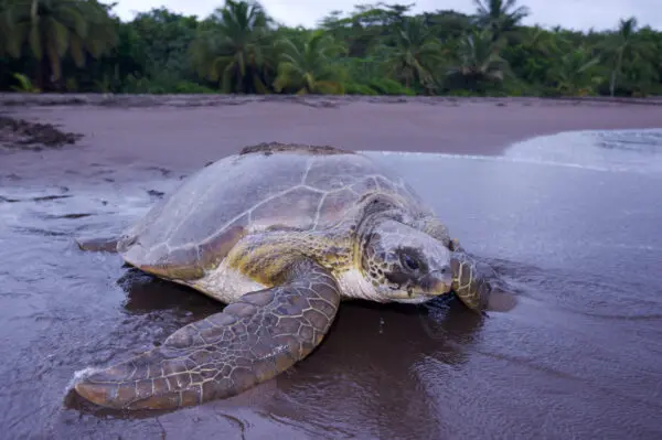 Costa Rica, Schildkröte, Tortuguero Nationalpark, Latin America Tours