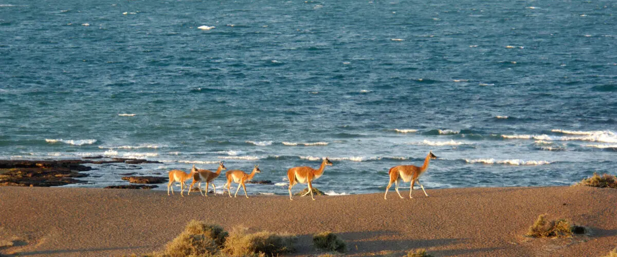 Argentina, Guanaco (Lama guanicoe), Area Protecta Punta Tombo, Patagonia, Latin America Tours