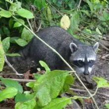 Costa Rica_Waschbaer_Latin America Tours, Reisen