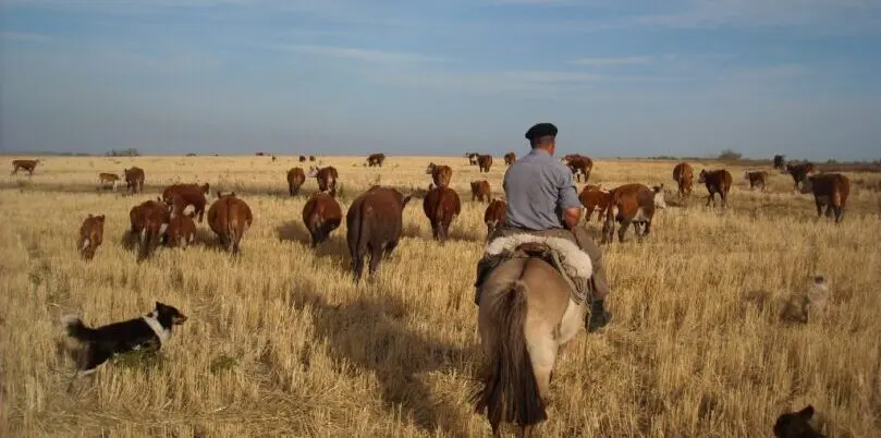 Uruguay, Gaucho Kühe, Latin America Tours, Reisen