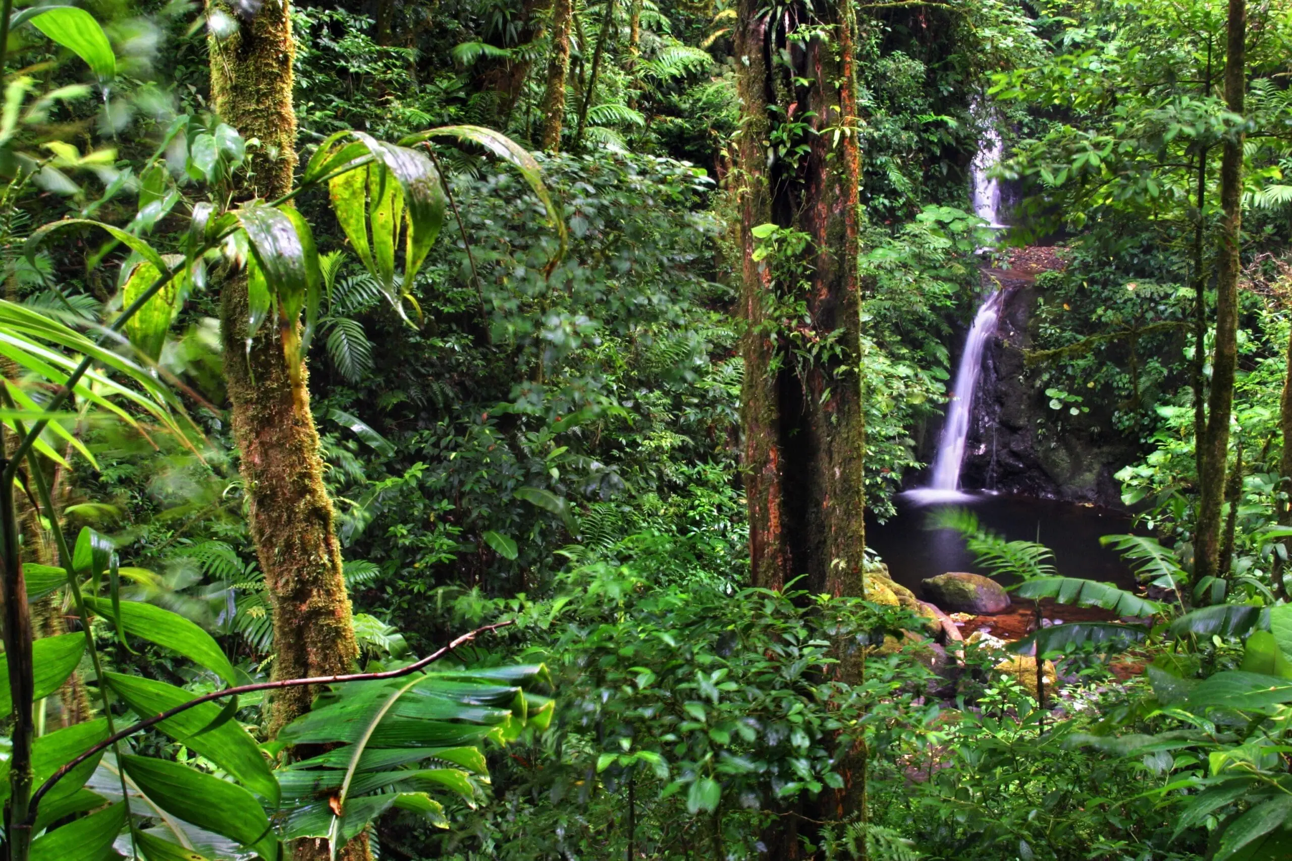 Copy-of-CLOUD-FOREST-RESERVE