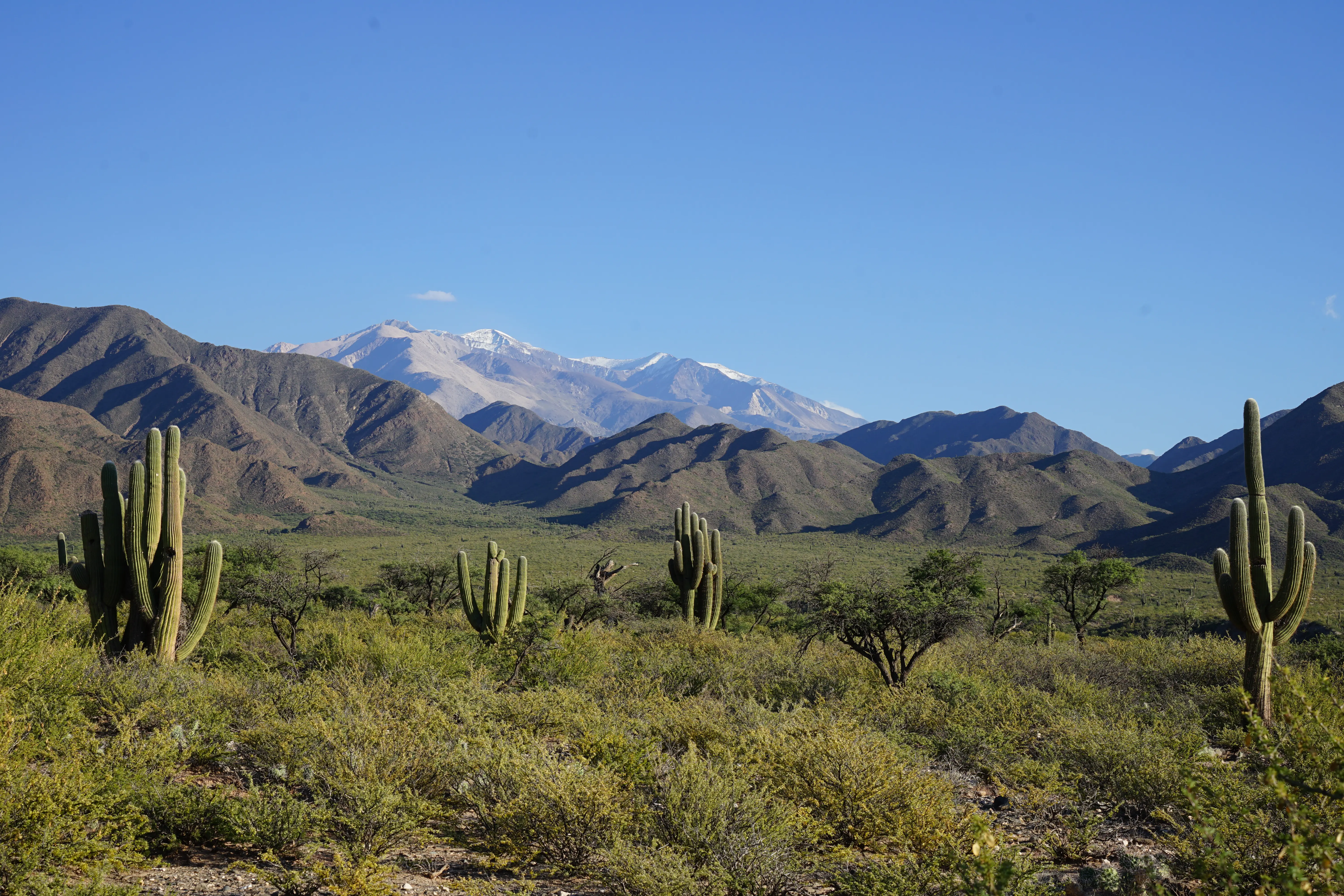 Argentinien, Salta, Nevado de Cachi, Kakteen, Landschaft, Latin America Tours, Reisen