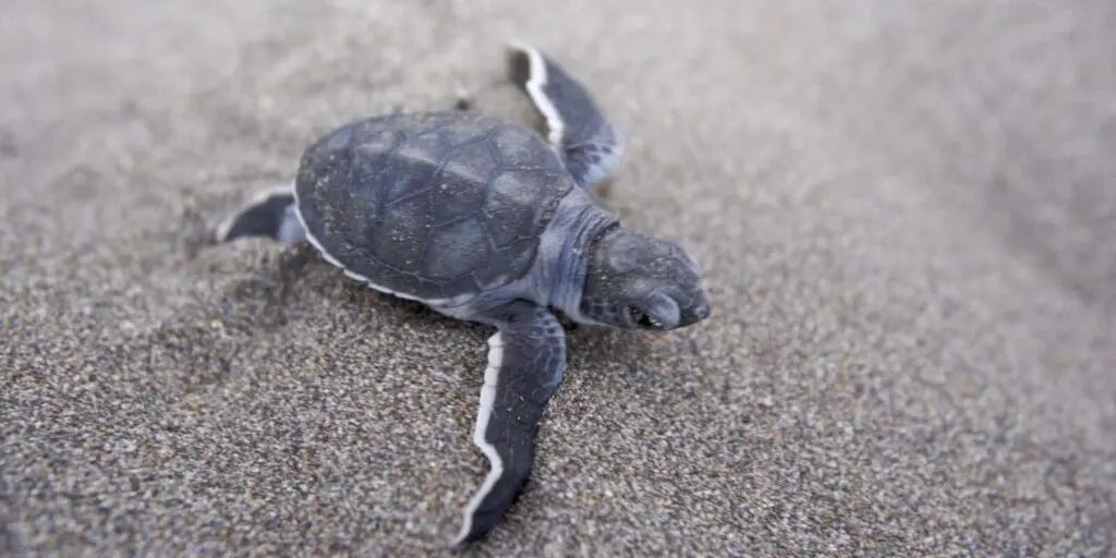 Costa Rica, Tortuguera Nationalpark, kleine Schildkröte im Sand, Latin America Tours, Reisen
