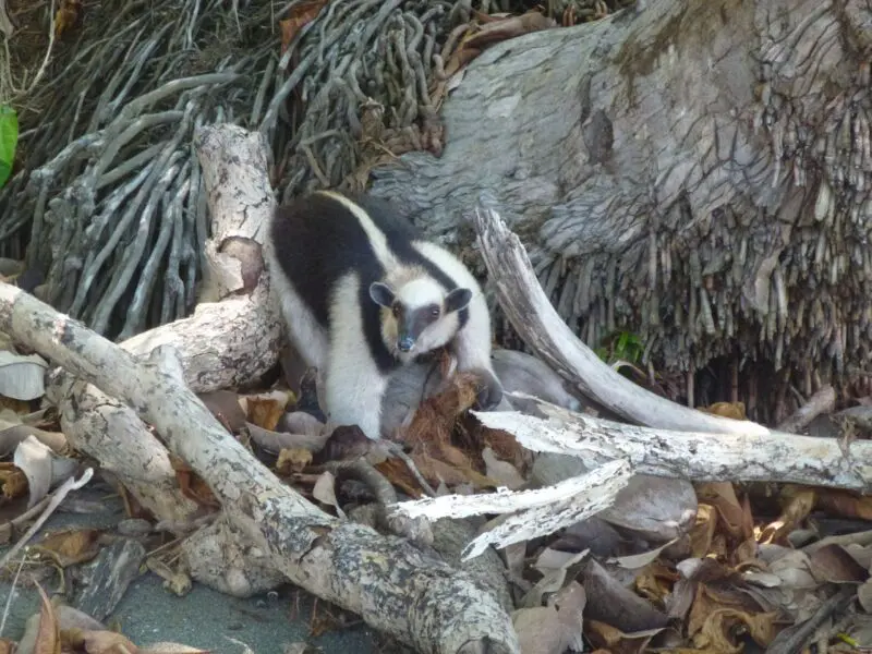 Costa Rica, Nasenbär in Corcovado, Latin America Tours, Reisen