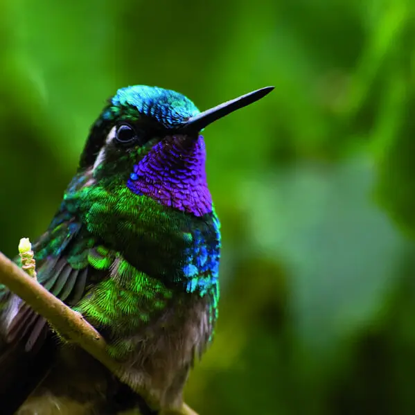 Costa Rica, Monteverde Nebelwald, Colibri, Latin America Tours, Reisen