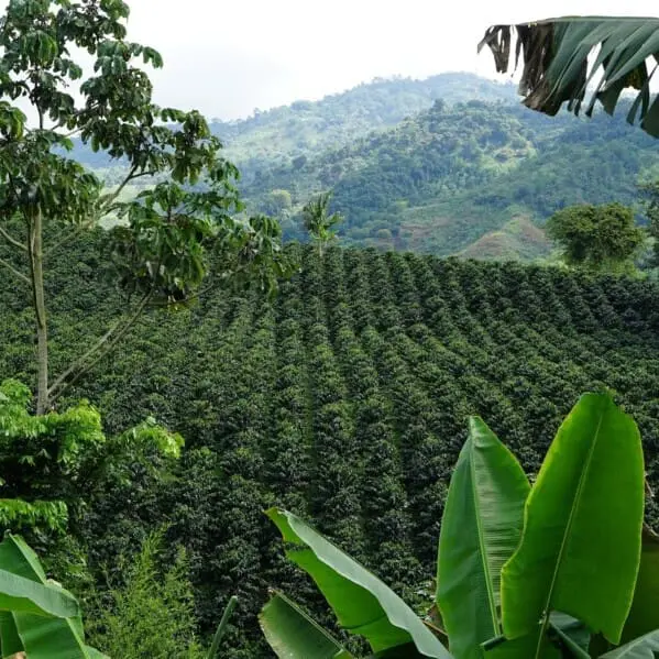 Kolubien, Kaffeezone, Kaffeeplantage, grüne Hügellandschaft, Latin America Tours, Reisen