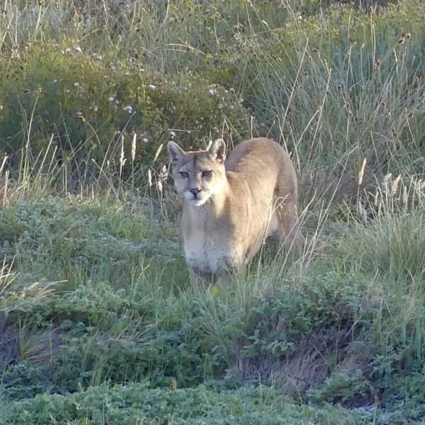 Patagonien, wilder Puma im Gras, Latin America Tours, Reisen