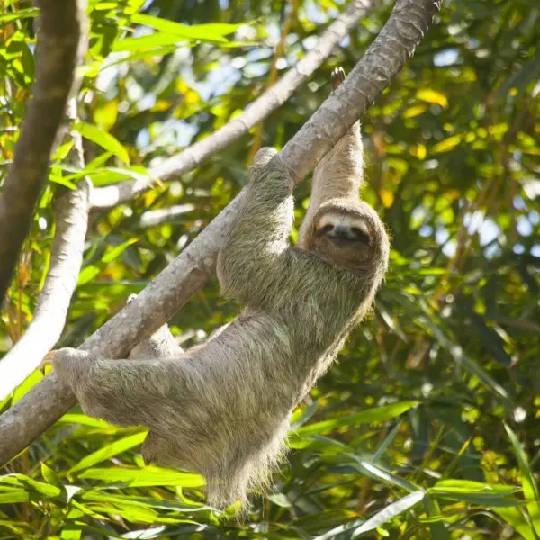Costa Rica, Brüllaffe im Dschungel, Latin America Tours, Reisen