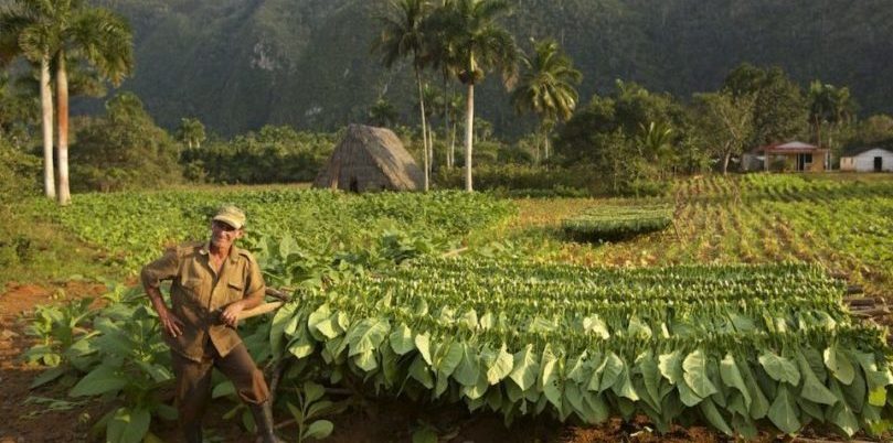 Kuba, Tabakbauer, Tabakplantage, Vinales, Latin America Tours