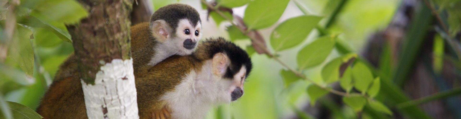 Costa Rica, Totenkopfäffchen, Affen im Dschungel, Latin America Tours, Reisen