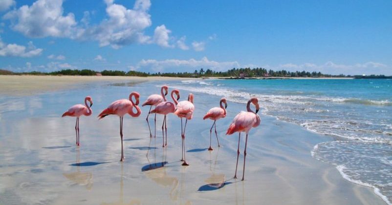 Ecuador, Galapagos, Flamingos am Strand, Latin America Tours, Reisen