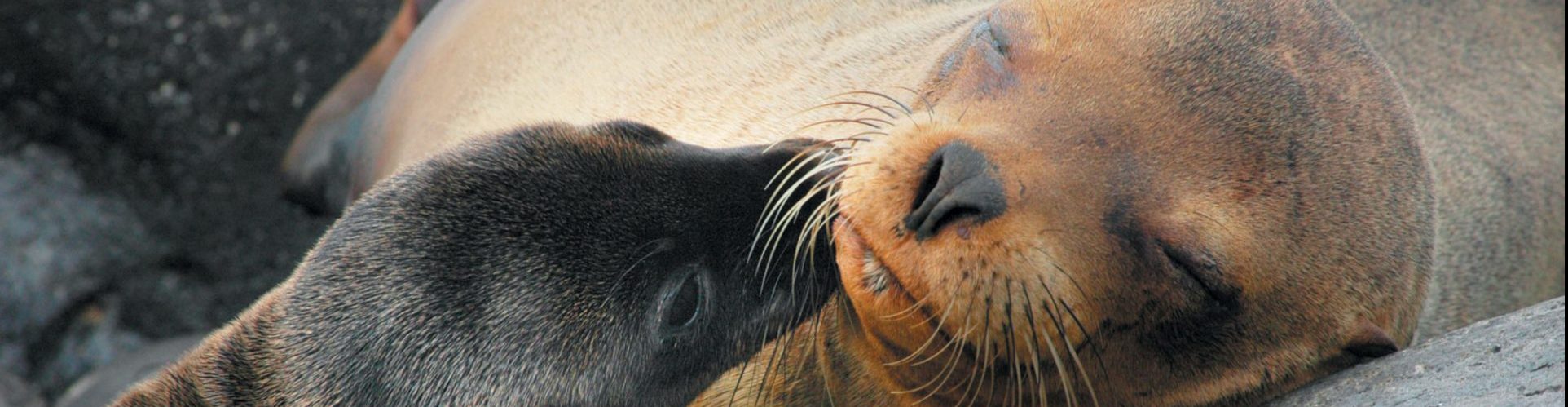 Ecuador, Galapagos, junger Seehund mit Mutter, Latin America Tours, Reisen