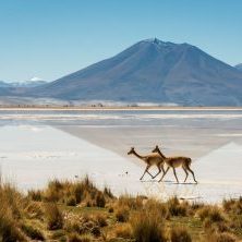 Chile, Salar de Ascotan, zwei Lamas, Antofagasta, Latin America Tours, Reisen