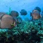 Belize, Unterwasserwelt, Fische, Tauchen Schnorcheln, Latin Americat Tours, Reisen