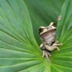Costa Rica, Frosch auf Blatt, Latin America Tours, Reisen